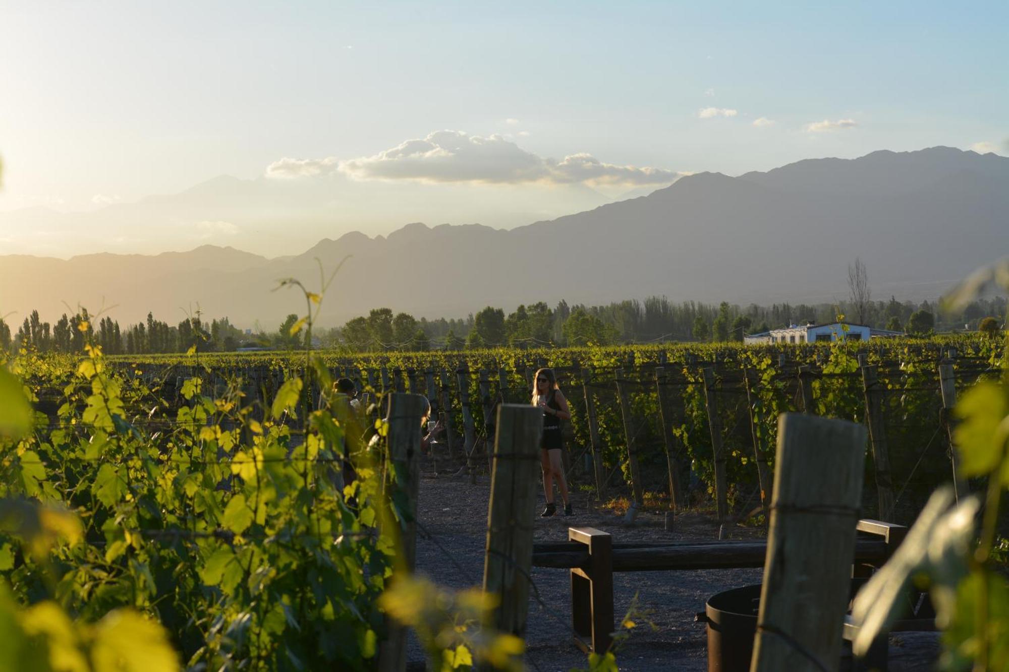 Viamonte Winery Lodge チャクラス・デ・コリア エクステリア 写真